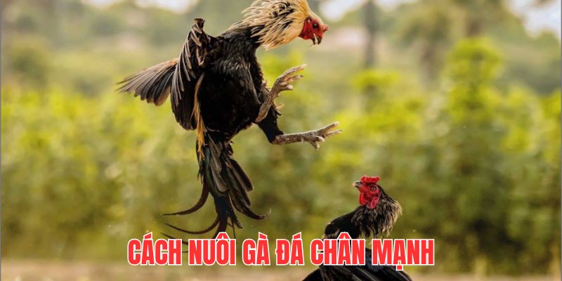 Cách Nuôi Gà Đá Chân Mạnh - Kinh Nghiệm Hay Từ Cao Thủ