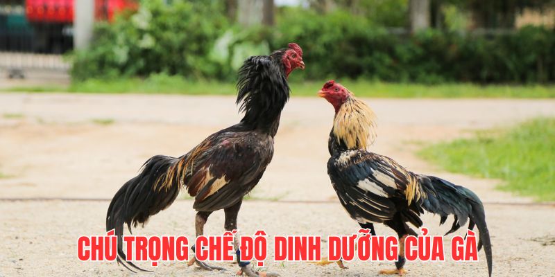 Chú trọng chế độ dinh dưỡng qua từng thời kỳ để kê phát triển toàn diện