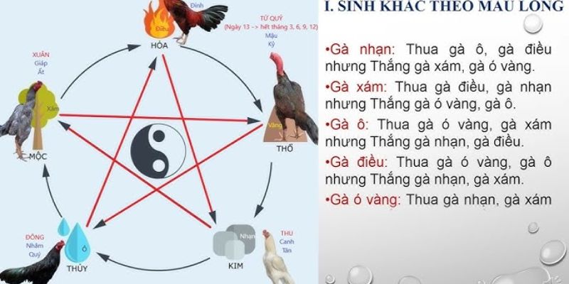 Màu mạng gà đá là cách xem năng lực của chiến kê